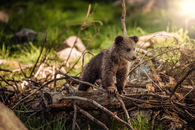 Brown bear cub wildlife photography
